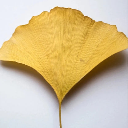 Antioxidant Ginkgo Gel - 30 ml